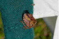 Carpocoris purpureipennis