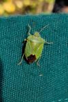 Palomena prasina