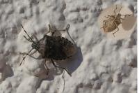 Rhaphigaster nebulosa