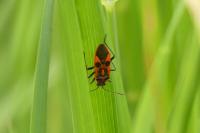 Corizus hyoscyami hyoscyami