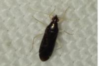 Phylus coryli