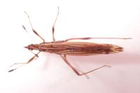 Berytinus minor