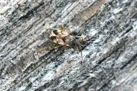 Scolopostethus