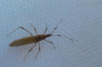 Berytinus minor
