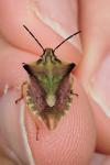 Carpocoris fuscispinus