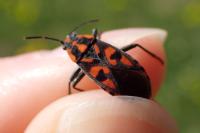 Spilostethus saxatilis
