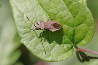Coreus marginatus