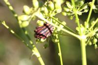 Graphosoma italicum italicum
