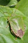 Palomena prasina