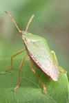 Palomena prasina