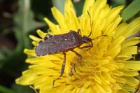 Ceraleptus gracilicornis