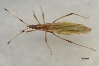 Berytinus minor