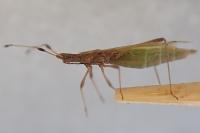 Berytinus minor