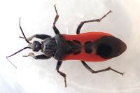 Peirates hybridus