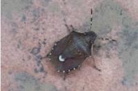 Holcostethus sphacelatus