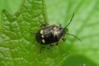 Eurydema oleracea