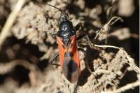 Peirates hybridus
