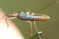 Gerris lacustris