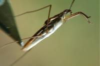 Gerris lacustris