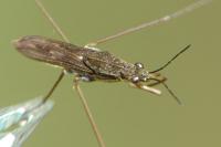 Gerris lacustris