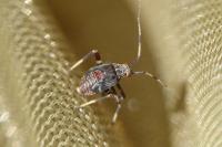 Mermitelocerus schmidtii