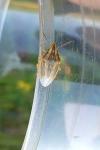 Aelia acuminata