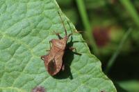 Coreus marginatus