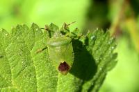 Palomena prasina