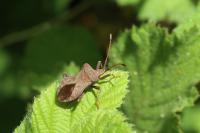 Coreus marginatus