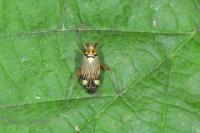 Rhabdomiris striatellus