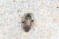 Psallus