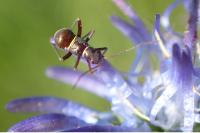 Miris striatus
