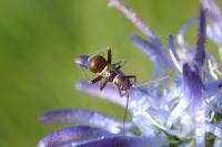 Miris striatus