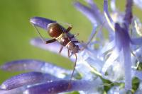 Miris striatus