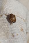Neottiglossa leporina