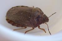 Eurygaster