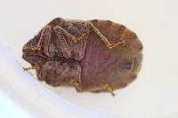 Eurygaster