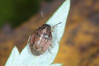 Neottiglossa pusilla