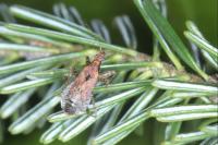 Himacerus mirmicoides
