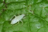Phylus coryli