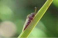 Cymus melanocephalus
