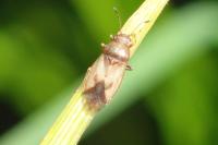 Cymus melanocephalus
