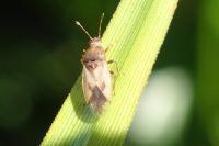 Cymus melanocephalus
