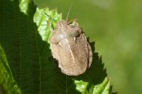 Eurygaster testudinaria