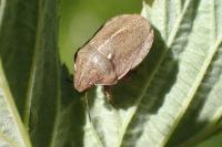 Eurygaster testudinaria