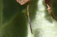 Eurygaster testudinaria