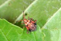 Deraeocoris olivaceus