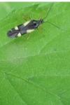 Dryophilocoris flavoquadrimaculatus