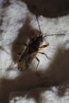 Pachybrachius fracticollis