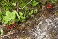 Pyrrhocoris apterus